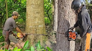 Unleashing the Speed and Danger of Giant Chainsaws