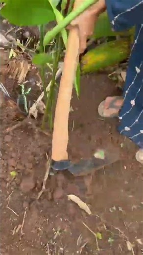 loosening soil around plant base using hoe tool to improve aeration and support healthy growth daily
