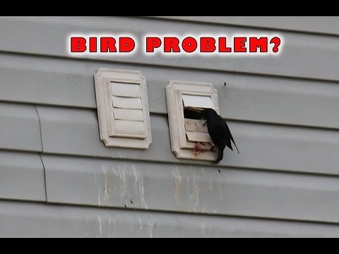 Dryer Vent Bird Guard | Dryer Vent Bird Stop