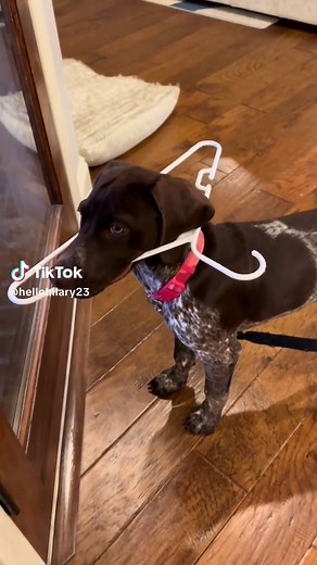 #gsp #germanshorthair #GSP #pointerdog #gsplife #GSP #pointerdog #gsplove #pets #puppylove #dog #dogs #rubyrae #dogtok #puppy #puppytok #puppytiktok #dogtiktok #puppytok #cute #doglife #doglover #dumbdog #entertainment #dangerous #notdangerous #fyp