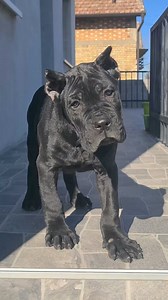 殺殺殺 #canecorso #animalworld #dogsofinstagram #dog #canecorsopuppy #mastiff #italianmastiff #dogs #canecorsoofinstagram | The Cane Corso USA | Facebook