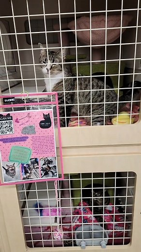 I redid our petco habitat and it looks so cute!! @Petco @Petco Official 累 @petco.love #petco #fyp #catrescue | Kay banks | Facebook