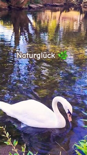 Echte Frösche 🐸 Naturklänge mit Schwäne #nature #naturelovers#calm#visuelRelax #tiere#shorts#frosch