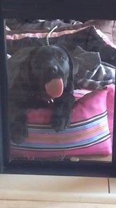 501 reactions · 167 shares | Cute little Glass-Licker (Definition on the urban dictionary) Like to see more => www.labradorssemperfi.com | Labradors - Semper Fidelis | Facebook