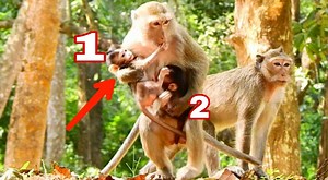 61K views · 1K reactions | My Goodness...Mom kidnapper Anita steal baby Nala carry both baby run away wit two legs like human | Adorable Monkey | Facebook