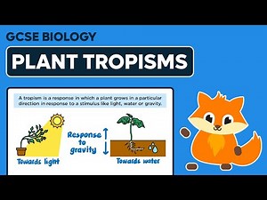 Plant Tropisms - GCSE Biology