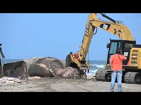 Raw Video: Workers cut up beached whale for disposal