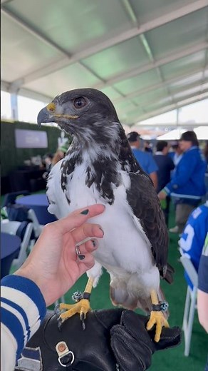 The Seattle Seahawks’ live mascot, Taima the Hawk 😍 #superbowl #birdsofprey