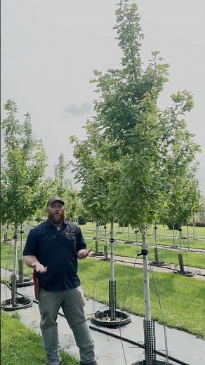 Autumn Blaze Maple