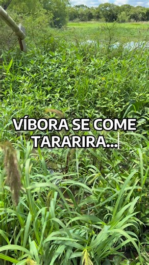 Kevin Miche on Instagram: "No se llega a apreciar muy bien pero vimos como una víbora se comía una tarucha y empezamos a filmar"