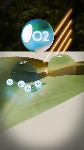Photosynthesis process in 3D animation