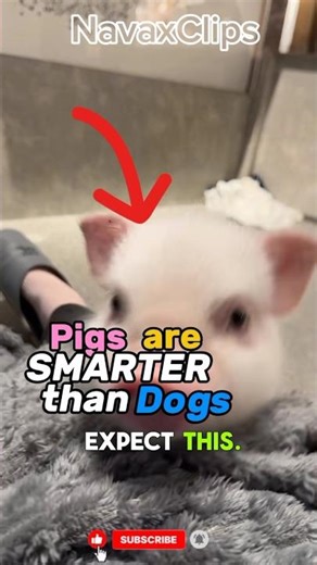 Often underestimated, pigs are smarter than most people think.#pig #animalintelligence #animalfacts
