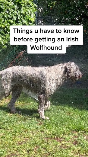 Essential Tips for Owning an Irish Wolfhound