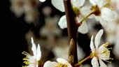 Wilde pruim bloem bloeien en draaien in een 4K time-lapse tegen...