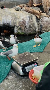 Portland is our bird of the week! Portland is a female red-legged kittiwake who hatched in 2000. The kittiwakes don’t always participate in scale sessions with the staff, but Portland is known to be a regular. Here she is participating in today’s scale session with ASLC Aviculturist Sean! | Alaska SeaLife Center