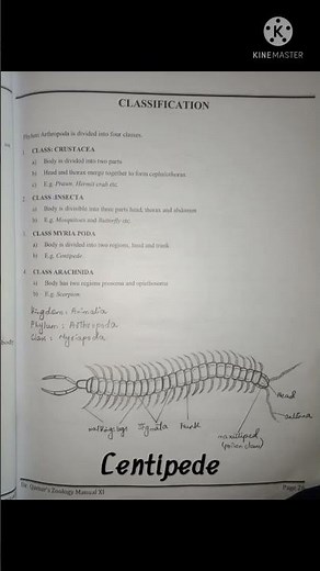 classification of phylum arthropoda with examples