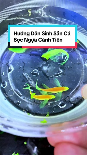 Hướng Dẫn Sinh Sản Cá Sọc Ngựa Cánh Tiên