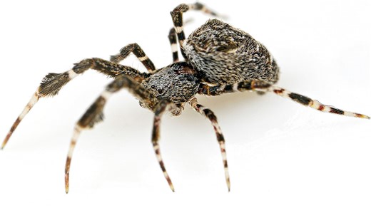 Ces araignées étranges vomissent sur leur victime jusqu'à ce que mort s'ensuive