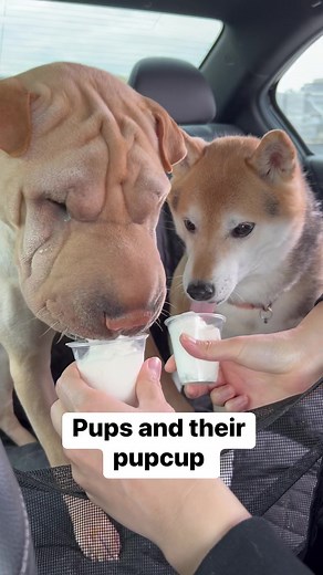 Olive and Kobe love some whipped cream | Olive & Ava the Tapping Pei
