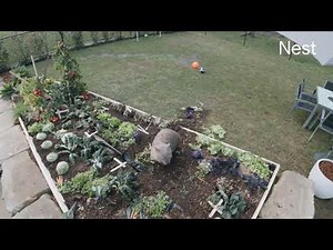 Security with Google smarts on the new Nest Cam