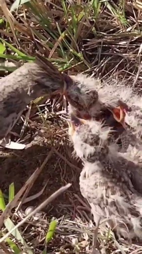 Three Little Cuties | Adorable Baby Birds Waiting for Mom 🐣💛