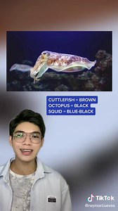 Understanding Squid Ink: Origins, Composition, and Benefits