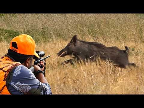 GIANT BOAR HUNTING IN FIELDS (Breathtaking Action)