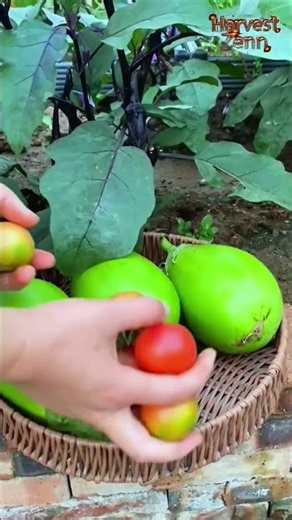 How to Harvest Green Eggplants and Peel Fresh Papaya 🍆🥭