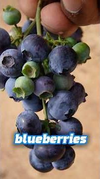 How to Protect Blueberry Bushes From Birds #shorts #garden #gardening #gardeningtips