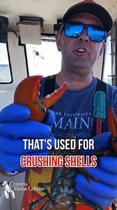 Did you know that lobsters have 2 different types of claws?? Crusher claws and gripper claws🦞 More #funfacts from our local lobsterman in Maine😄❤️ | Cousins Maine Lobster - New York, NY