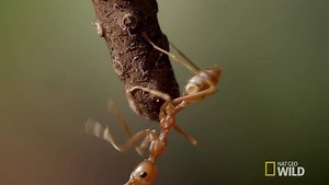 244K views · 2.9K shares | In the mangrove swamps of Sri Lanka, the...