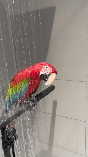 5.1K views · 126 reactions | Greenwing Macaw talking while showering | Bird Zone Karachi | Facebook