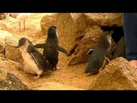 Little penguins, Granite Island, Victor Harbor, South Australia