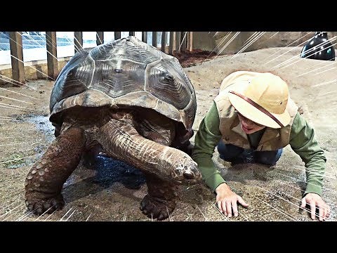 100 Years Old! Training a Tortoise Larger Than a Human! Part 3 of a Tour of the Zoo