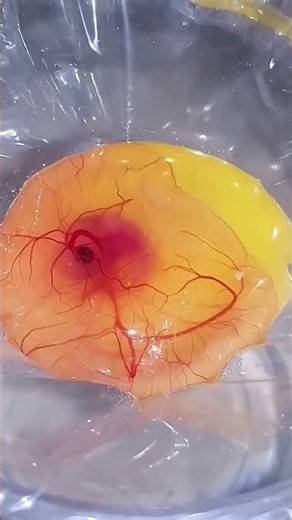 A Baby Turtle Hatched in the Most Amazing Way
