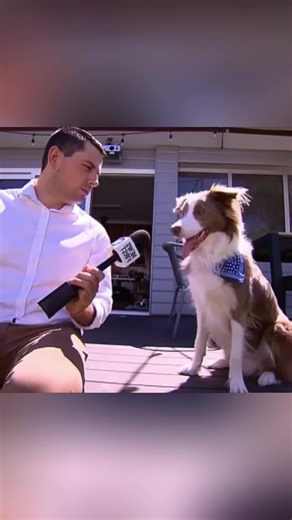 Dog Interrupts News Broadcast: A Hilarious Moment