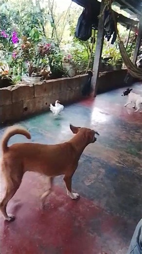 Playful Dog Nudges Chicken, Chicken Pecks Back