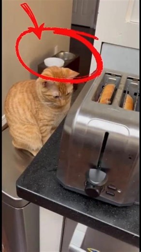 Todays top cats surprised moments #cat #funny #pets