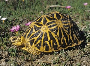 Geometric tortoise - Alchetron, The Free Social Encyclopedia