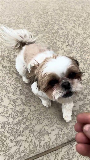 Savannah’s Pet Door. #ShihTzu ￼#spoiled #bestpetdoor #outdoorpetsolutions #nashvillepetdoorinstaller