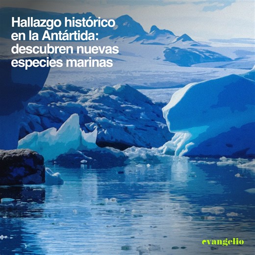 Evangelio on Instagram: "Un programa internacional de exploración confirmó en semanas recientes el hallazgo de al menos treinta especies nuevas en las profundidades del océano Austral, en una zona prácticamente inexplorada alrededor del arco volcánico de las Sandwich del Sur. Las expediciones, encabezadas por The Nippon Foundation–Nekton Ocean Census y el Schmidt Ocean Institute, utilizaron el ROV SuBastian para descender más de tres mil seiscientos metros cerca de las islas Montagu, Saunders y 