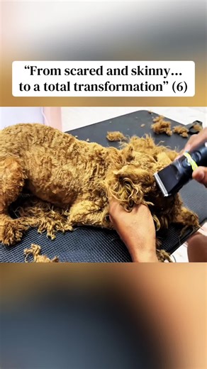 Total Transformation of a Rescued Dog
