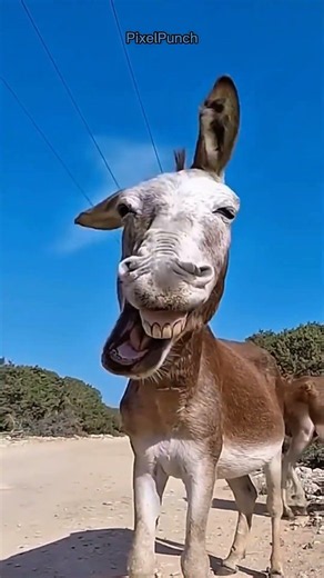 Funny Baby Goat Sound 🐐 | Cute Animal Sounds #shor
