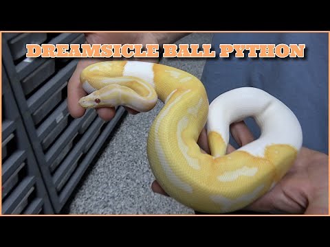 Showcase Saturday! Dreamsicle Ball Python