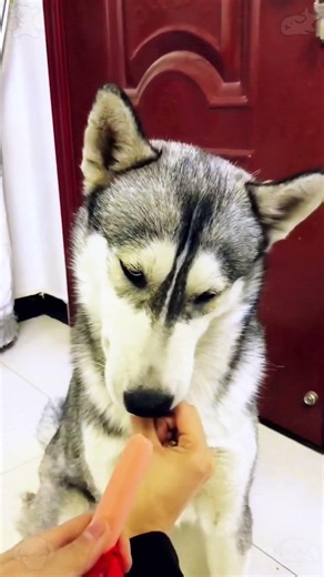 Wie man dem Hund einfach Medizin geben kann#Hund #Haustier #Tierarzt