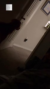 381K views · 14K reactions | Her dog’s alarmed behavior indicated it had spotted something invisible to to her, causing her to become terrified in her home… #theparanormalchic #dog #horror #ghosts #fear #scared #entity #spirit #haunted #sixthsense #dogsvideo #protector #mansbestfriend #hauntedhouse #paranormal #paranormalvideos #supernatural #evil #demon #poltergeistactivity #paranormalactivity #fyp | ParanormalLink | Facebook