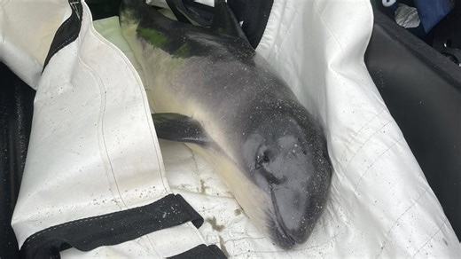 Baby porpoise rescued near Pine Point Beach, taken to rehabilitation center