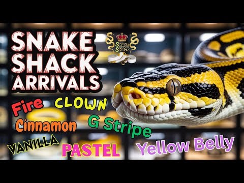 These ball pythons are insane, Jinx, Jazz, Artemus, Leonard