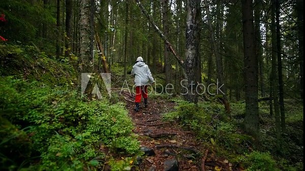 Woman Hiker Walking In Beautiful Coniferous Forest, Exploring National Reserve Park, Back View