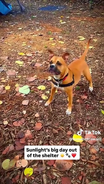 Adopt Sunlight: Meet This Joyful Boxer Pittie Mix